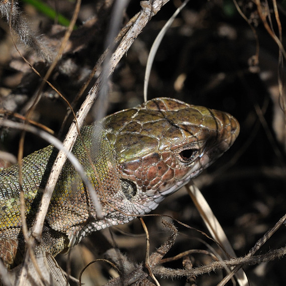 jačterica krátkohlavá  Lacerta agilis