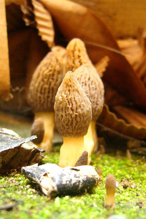 smrčok Morchella sp.