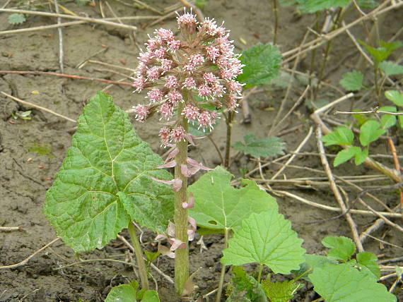 deväťsil lekársky Petasites hybridus (L.) P. Gaertn., B. Mey. et Scherb.