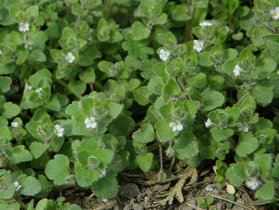 veronika laločnatá Veronica sublobata M. A. Fisch.