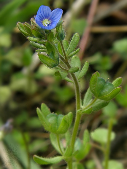 veronika trojúkrojková cf. Veronica triphyllos L.