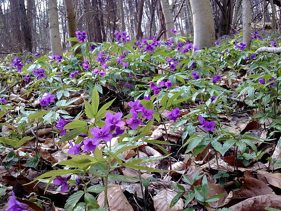 zubačka žliazkatá Dentaria glandulosa Waldst. et Kit. ex Willd.