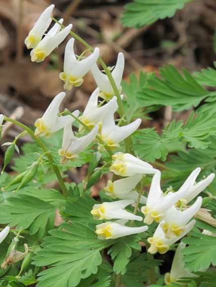 dicentra cucullaria"Holandanove nohavice" Dicentra cucullaria