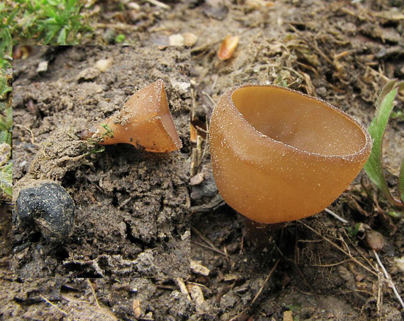 hľuznatka veternicová Dumontinia tuberosa (Bull.) L.M. Kohn