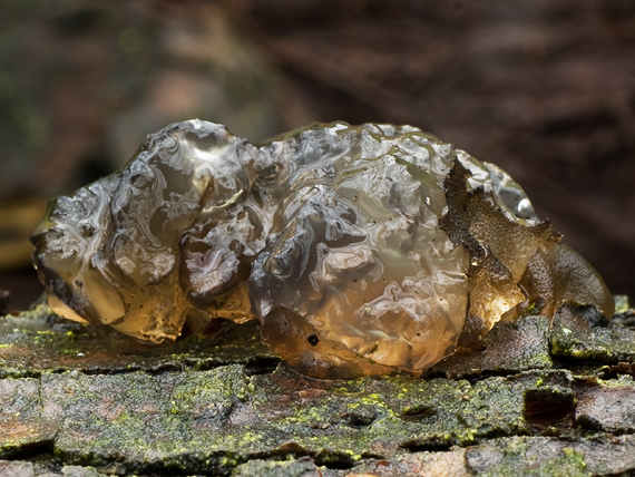 tmavorôsolovec brezový? Exidia cartilaginea S. Lundell & Neuhoff