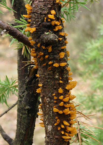 hrdzavka Gymnosporangium sp.