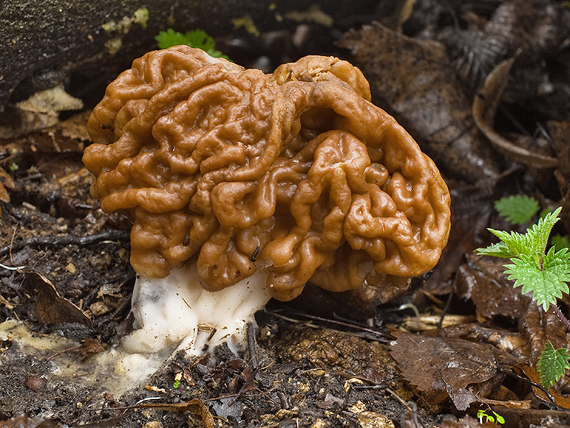 ušiak obrovský Gyromitra gigas (Krombh.) Cooke