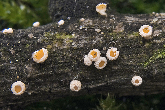 vlnuška neškodná Lachnellula occidentalis (G.G. Hahn & Ayers) Dharne