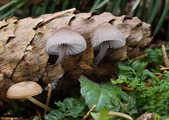 prilbička šišková Mycena strobilicola J. Favre & Kühner