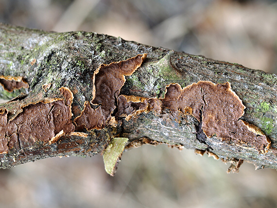 kornatka Peniophora sp.