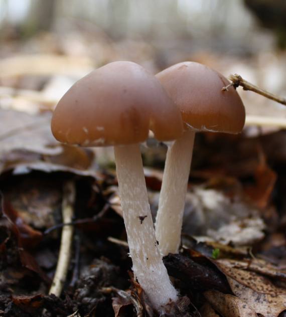 drobuľka Psathyrella sp.