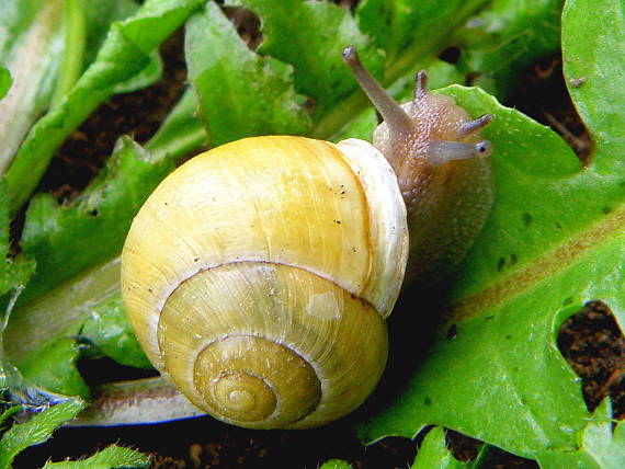 slimák meňavý Cepaea hortensis