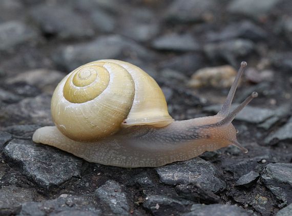 slimák meňavý (menivý) - Páskovka keřová Cepaea hortensis