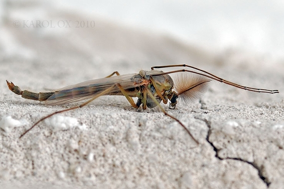 pakomár pernatý Chironomus plumosus