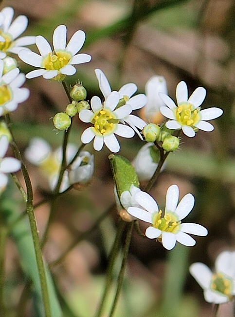 jarmilka jarná Erophila verna (L.) Chevall