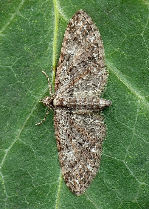 kvetnatka dúbravová Eupithecia abbreviata Stephens, 1831