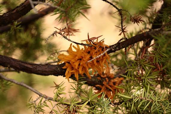 hrdzavka - rez Gymnosporangium sp.