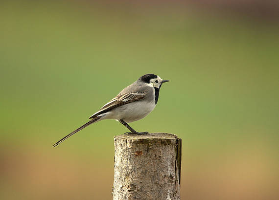 trasochvost biely(Konipas bílý ) Motacilla alba