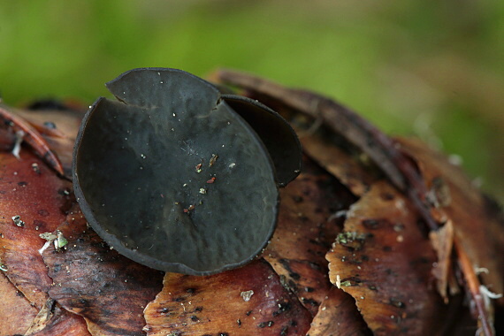 jahňadka smreková Rutstroemia bulgarioides (P. Karst.) P. Karst.