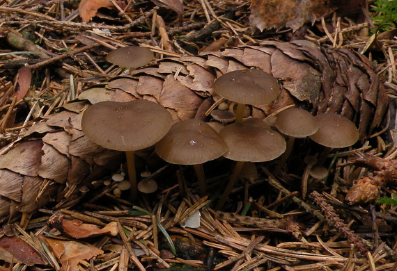 peniazočka smreková Strobilurus esculentus (Wulfen) Singer