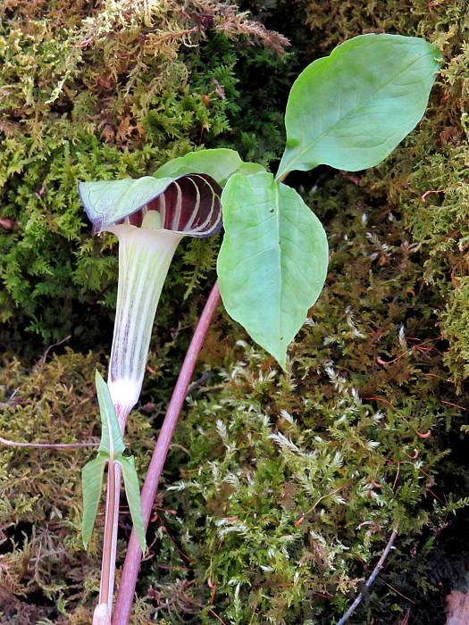 jack in the pulpit"kryta kapucna" Arisaema triphyllum