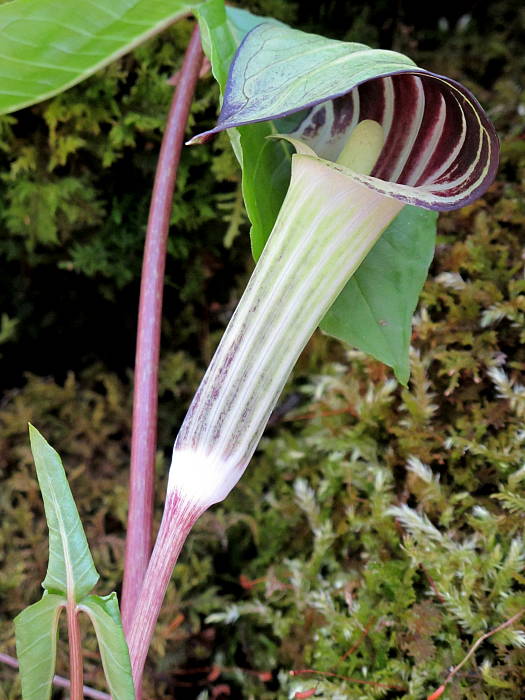 jack in the pulpit"kryta kapucna" Arisaema triphyllum