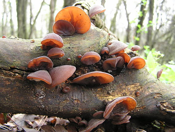 uchovec bazový Auricularia auricula-judae (Bull.) Quél.