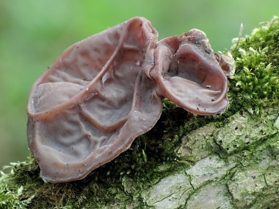 uchovec bazový-boltcovitka ucho Jidášovo Auricularia auricula-judae (Bull.) Quél.