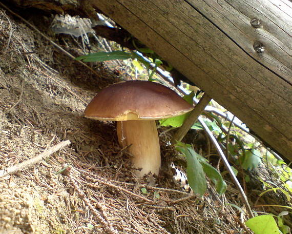 hríb smrekový Boletus edulis Bull.