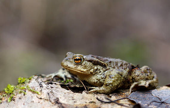 bufo bufo Bufo Bufo