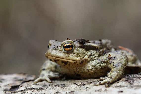 ropucha Bufo bufo