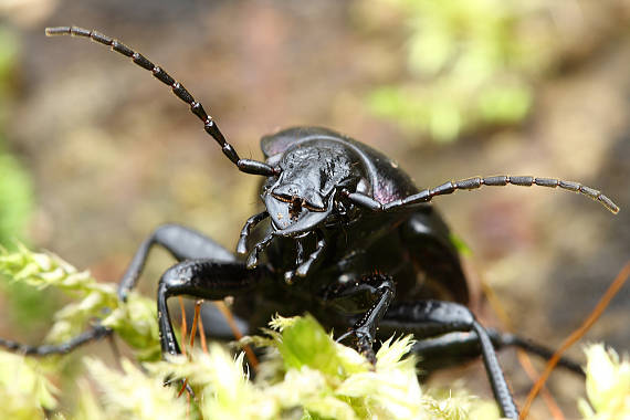 bystruška hájová Carabus nemoralis