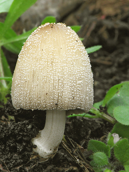 hnojník Coprinus sp.