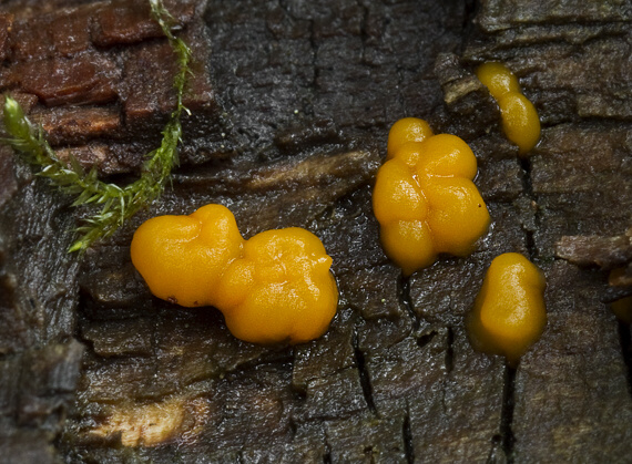 slzovec Dacrymyces sp.