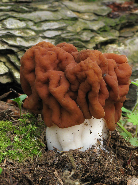 ušiak obrovský Gyromitra gigas (Krombh.) Cooke