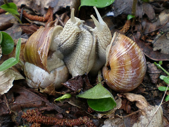 slimák záhradný Helix pomatia