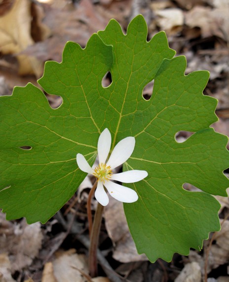 bloodroot"krvavcek kanadsky" Sanguinaria canadensis