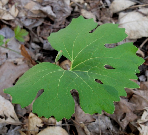 bloodroot"krvavcek kanadsky" Sangusinaria canadensis