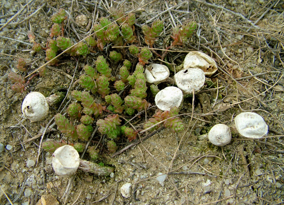 stopkovec vláknitý Tulostoma fimbriatum Fr.