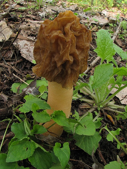 smrčkovec český Verpa bohemica (Krombh.) J. Schröt.