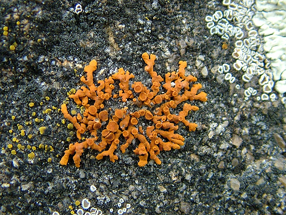 diskovník oranžový Xanthoria elegans (Link) Th. Fr.