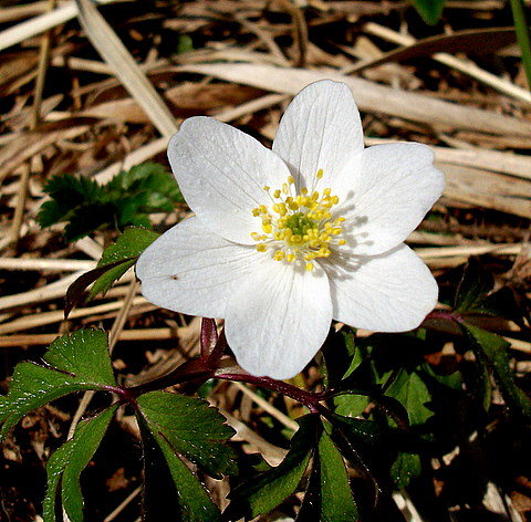 veternica hájna Anemone nemorosa L.