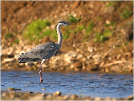 volavka popolavá Ardea cinerea