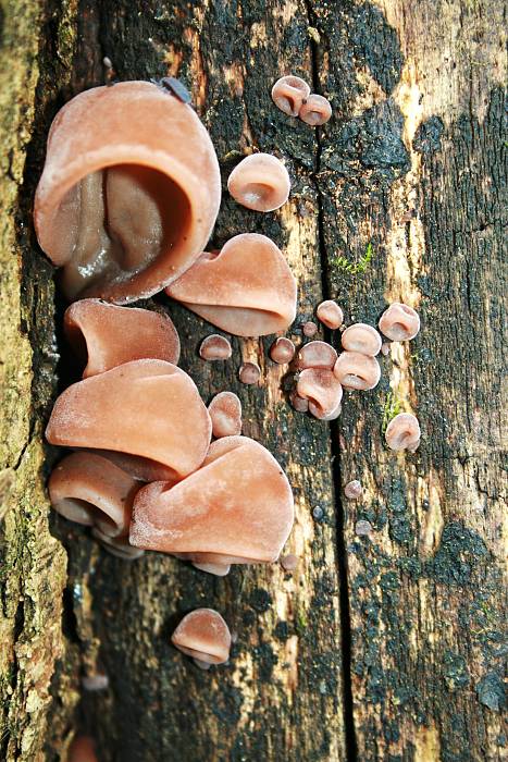 uchovec bazový Auricularia auricula-judae (Bull.) Quél.