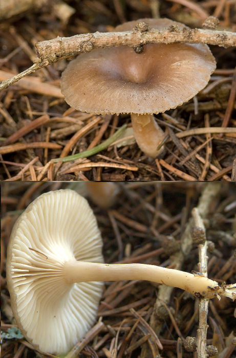 strmuľka Clitocybe radicellata Gillet