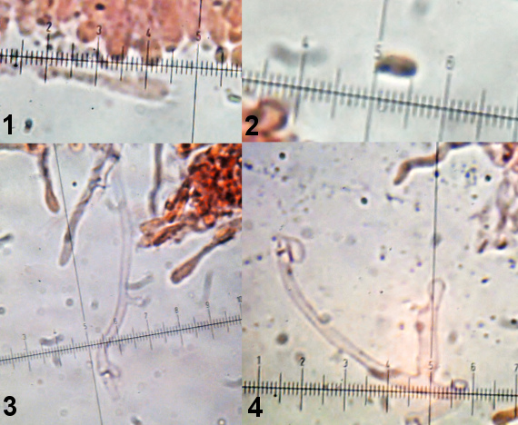 strmuľka Clitocybe radicellata Gillet