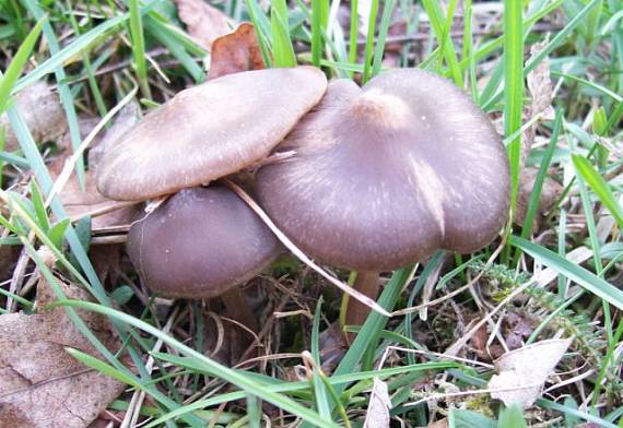 hodvábnica včasná Entoloma vernum S. Lundell