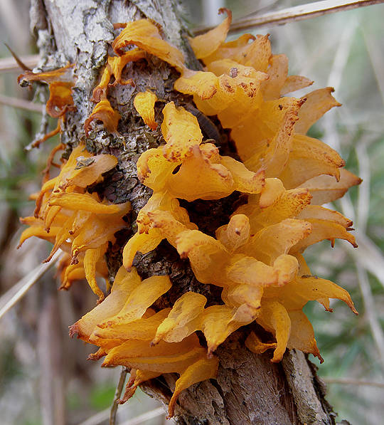 hrdzavka hlohová Gymnosporangium clavariiforme (Wulfen) DC.