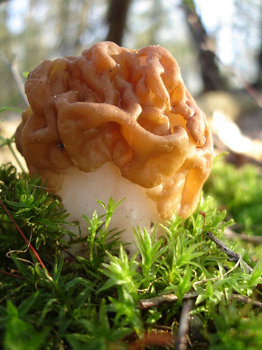 ušiak obrovský Gyromitra gigas (Krombh.) Cooke