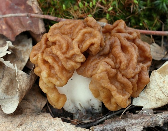 ušiak obrovský Gyromitra gigas (Krombh.) Cooke